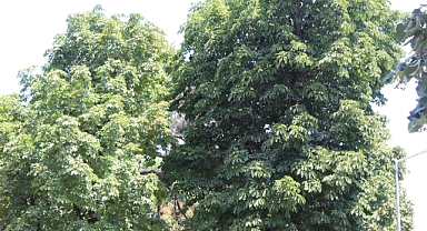 Yaz Aylarında Orman Yangını Riski Artıyor