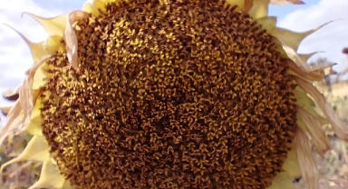 Ayçiçekler Sıcaklıktan Kırklareli'ne Küstü