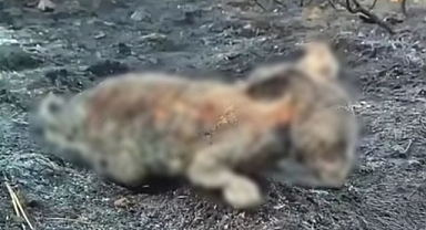 Bu Görüntüye Can Dayanmaz; Çok Sayıda Can Yok Oldu