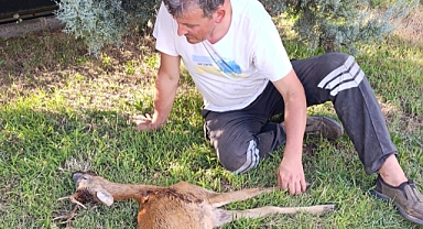 Doğada Can Pazarı: Demirköy'de Yaralı Karaca Bulundu