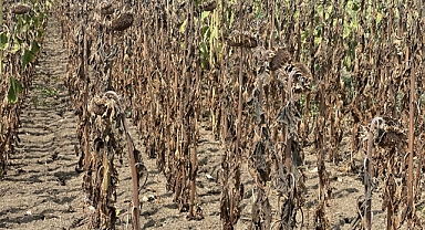 Edirne'de ayçiçeğini kuraklık vurdu 