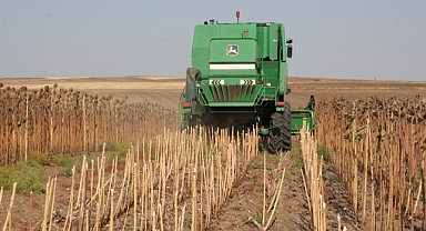 Edirne'de farklı tarihlerde ve ekim yöntemleriyle test edilen ayçiçekleri hasat edildi