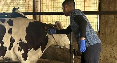 Hayvancılık İşletmelerinde Aşılama ve Kontrol Çalışmaları Sürüyor