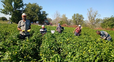 Karamesutlu Köyünde Çiftçilerin Yaz Mesaisi Sürüyor