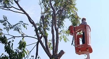 Kavaklı Belediyesi'nden Anons Sistemi ve Ağaç Budama Çalışması