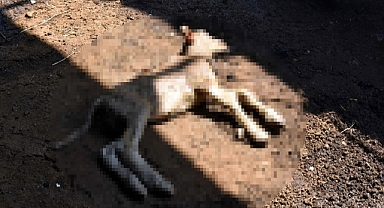 Kırklareli’de 20 küçükbaş, yangında telef oldu