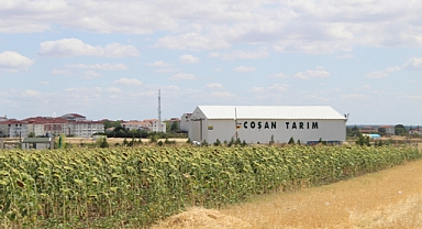 Kırklareli'nde Ayçiçeği Tarlaları Bu Yıl Bekleneni Vermedi