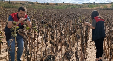 Kırklareli'nde Ayçiçeği Verim Tespit Çalışmaları Başladı
