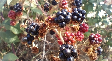 Kırklareli'nde Böğürtlenler Olgunlaşmaya Başladı