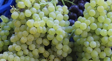 Kırklareli'nde Yerel Üzümler 80 TL'den Satışa Sunuldu