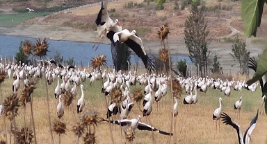 Leylekler sonbahar göçü öncesi Tekirdağ'da toplandı