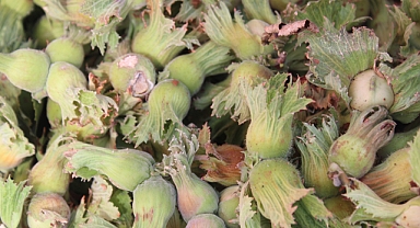 Ordu'nun Fındığı Kırklareli Pazarında Tezgâhlarda