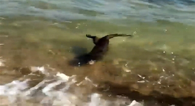 Saros'ta su samuru görüntülendi