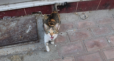 Sıcak Günlerde Sokak Hayvanları İçin Bir Kap Su