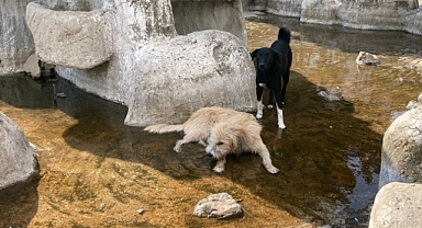 Sokak Köpekleri Süs Havuzunda Serinledi
