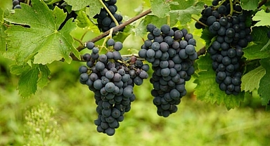 Tarım Ürünleri Üretici Fiyat Endeksi Haziran 2025’te Rekor Artış Gösterdi