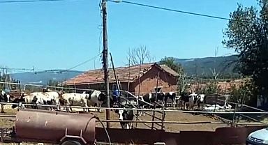 Tekirdağ'da çiftlikte yangın; 11 büyükbaş telef olmaktan son anda kurtarıldı