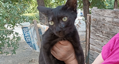 Bir Trafonun Arkasında Yaşam Mücadelesi: Gönüllüler Sokak Kedilerine Siper Oldu