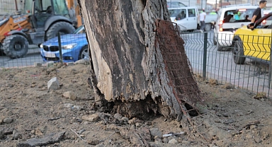 Edirne’de Risk Oluşturan Ceviz Ağacı Güvenlik Nedeniyle Kaldırıldı
