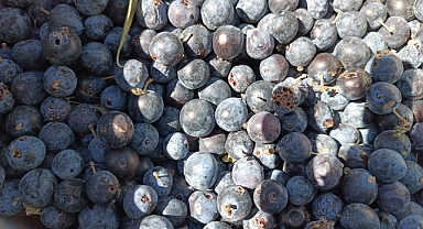 Güvem Eriği: Doğanın Şifa Deposu Meyvesi