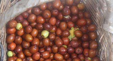 Hünnap Faydalarıyla Dikkat Çekiyor