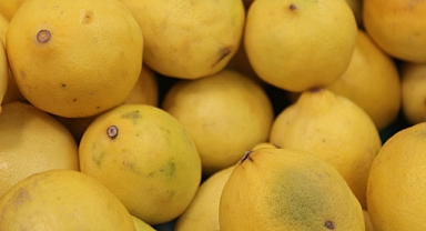 Kırklareli Merkezde Limon Fiyatları 50 TL'ye Düştü