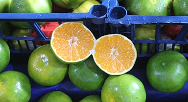 Kırklareli'nde Ekşi Mandalina Tezgâhlarda