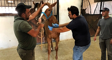 Kırklareli'nde Safkan Atlar İçin Tescil ve Soy Kütüğü Kayıtları
