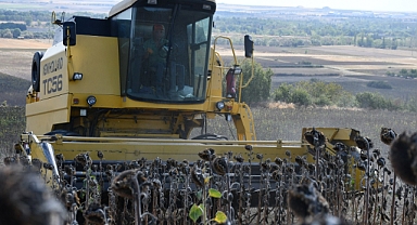 Lüleburgaz Belediyesi’nden 350 Dekarlık Ayçiçeği Hasadı