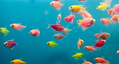 Miniklerin Gözdesi Japon Balıkları Kırklareli'nde Tezgâhlarda