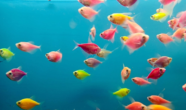 Miniklerin Gözdesi Japon Balıkları Kırklareli'nde Tezgâhlarda