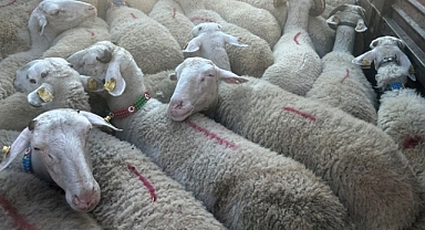 Şap Hastalığına Karşı Kırklareli'nde Kararlı Mücadele