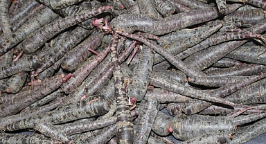 Siyah Havuç: Doğanın Güçlü Antioksidan Kaynağı