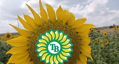 Trakya Birlik, 2025 Sezonu Ayçiçek Kesin Alım Fiyatlarını Açıkladı