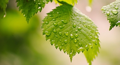 Trakya'da 12 Eylül Hava Durumu: Kırklareli ve Edirne'de Gök Gürültülü Sağanak