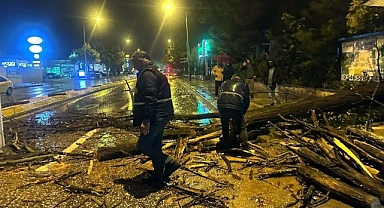 Edirne’de kuvvetli yağış sırasında ağaç yola devrildi