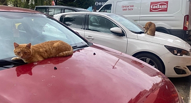 Kırklareli'nde Vatandaşı Gülümseten Görüntüler