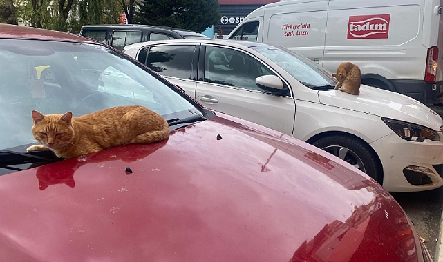 Kırklareli'nde Vatandaşı Gülümseten Görüntüler