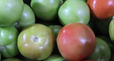 Kırklareli Pazarında Turşuluk Yeşil Domates Tezgâhlarda Yerini Aldı