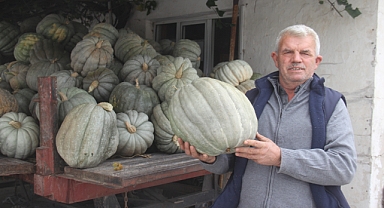Kırklareli Üsküpdere’de Bu Sezonun Yıldızı: Kabak