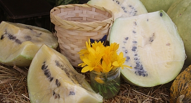 Kırklareli Üsküpdere Köyü’nde Kış Karpuzu Hasadı Başladı