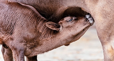 TÜİK Hayvancılık Verileri Açıklandı: Türkiye’de Küçükbaş Hayvan Sayısı Hızla Artıyor