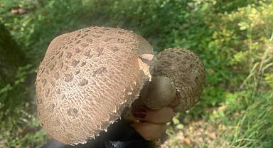 Uzmanlardan Hayati Mantar Uyarısı: Zehirlenebilirsiniz!