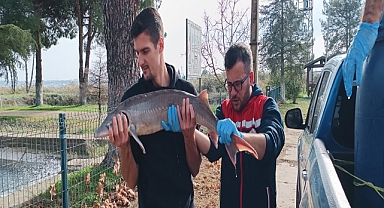 Ağlarına takılan nesli tükenme tehlikesindeki ‘mersin balığı’nı yetkilere teslim etti