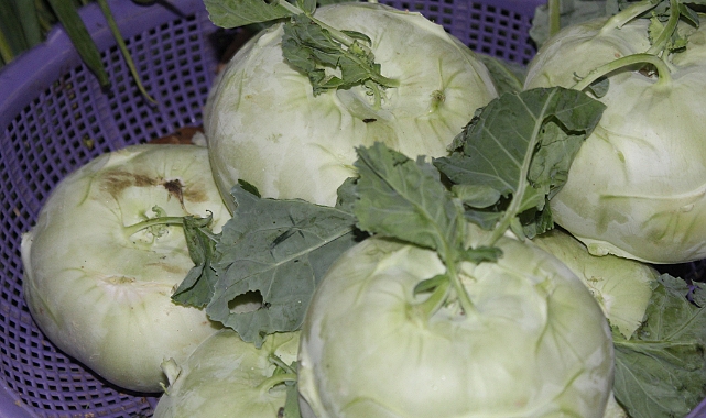 Alabaş: Sağlık Deposu Alman Şalgamı Yeniden Sofralarda