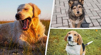 Doğum tarihinize göre size en uygun köpek cinsini keşfedin