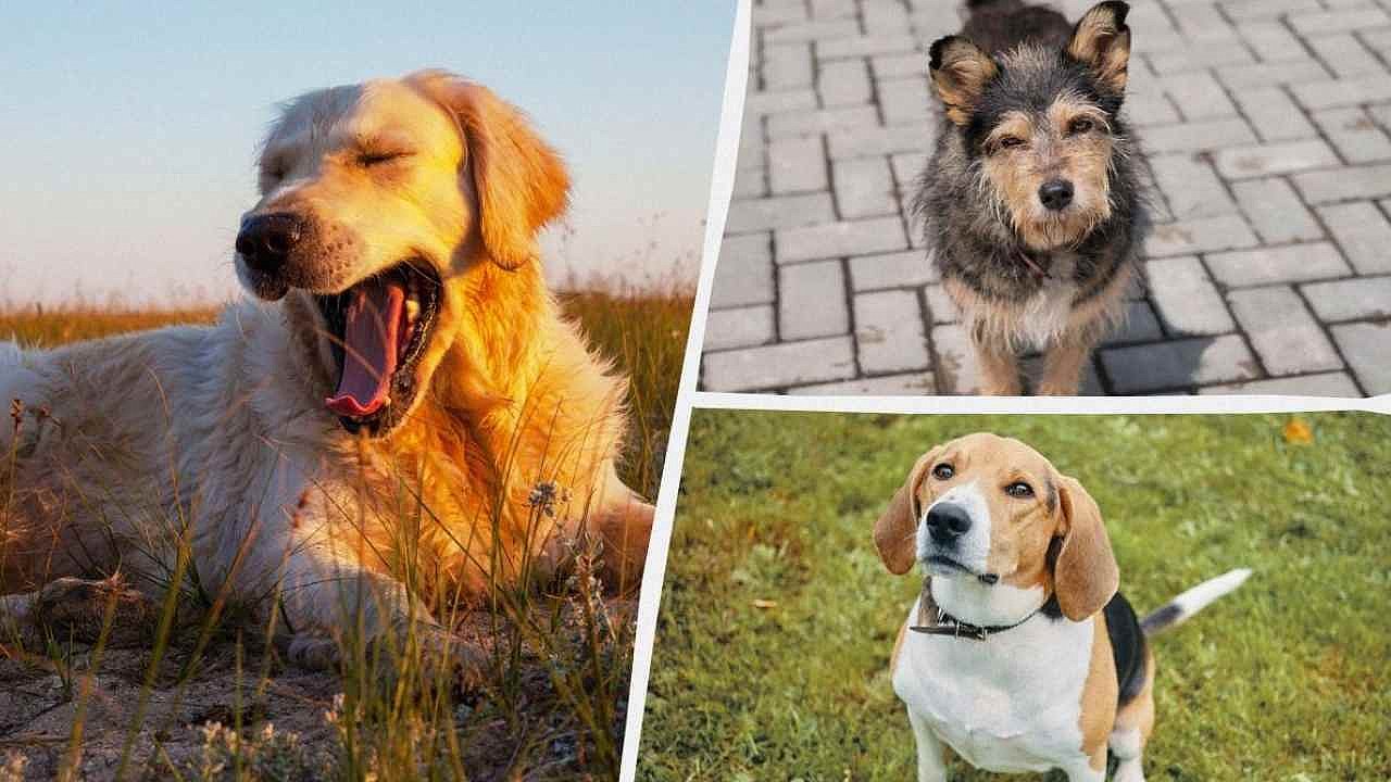 Doğum tarihinize göre size en uygun köpek cinsini keşfedin