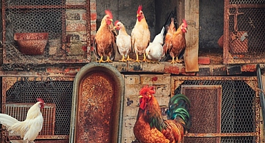 Eylül’de Kümes Hayvancılığı Üretimi Yükseldi, Yumurta Üretimi Geriledi