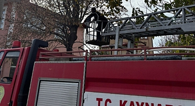 Kaynarca’da Elektrik Tellerine Tehlike Oluşturan Ağaçlar Budanıyor