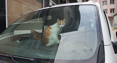 Kediler Araçlarda Sığınak Arıyor